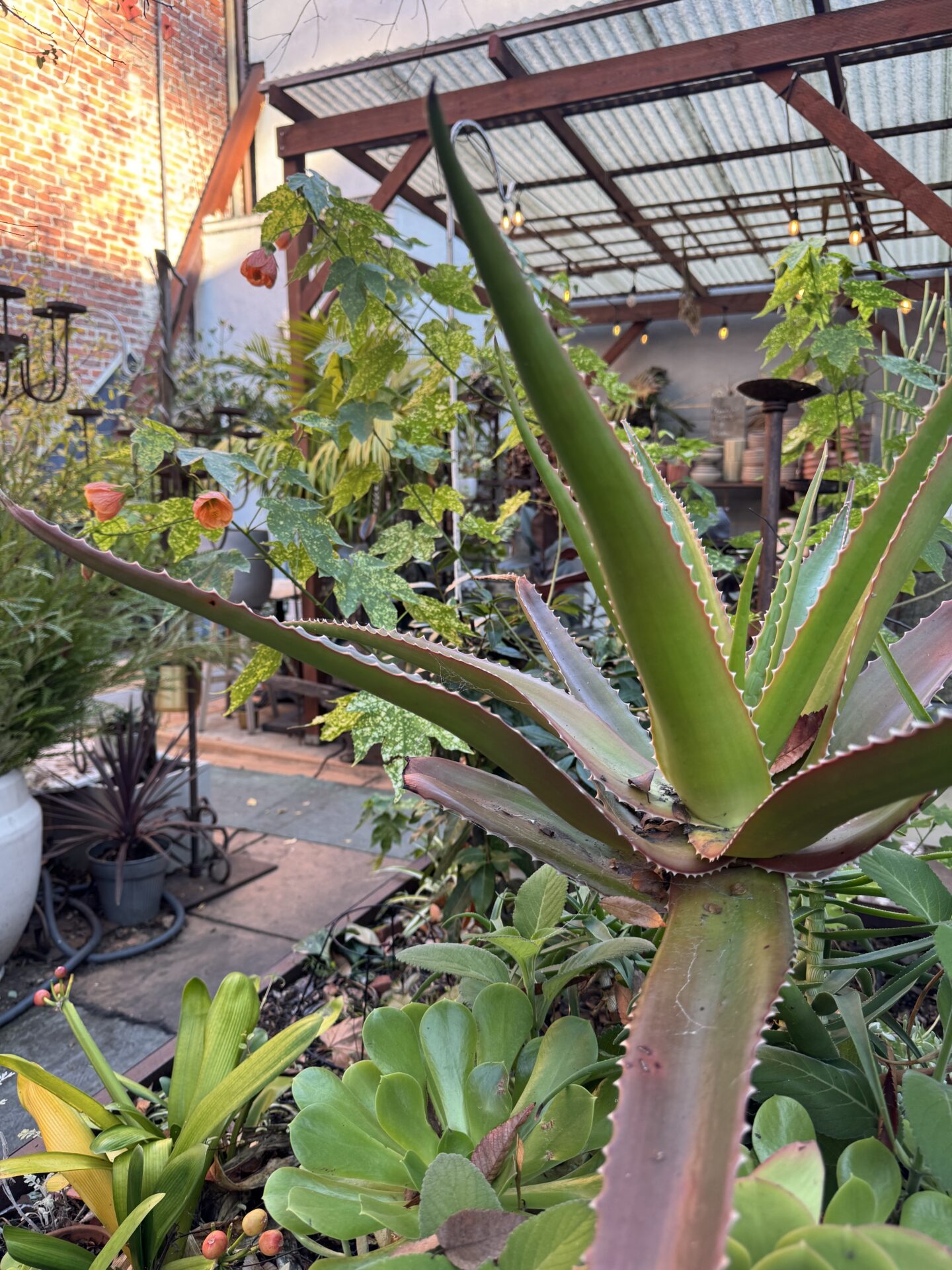 Plants