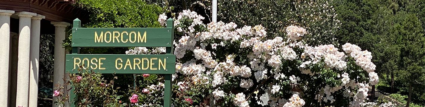 Major Rose Bush Theft at Morcom Rose Garden