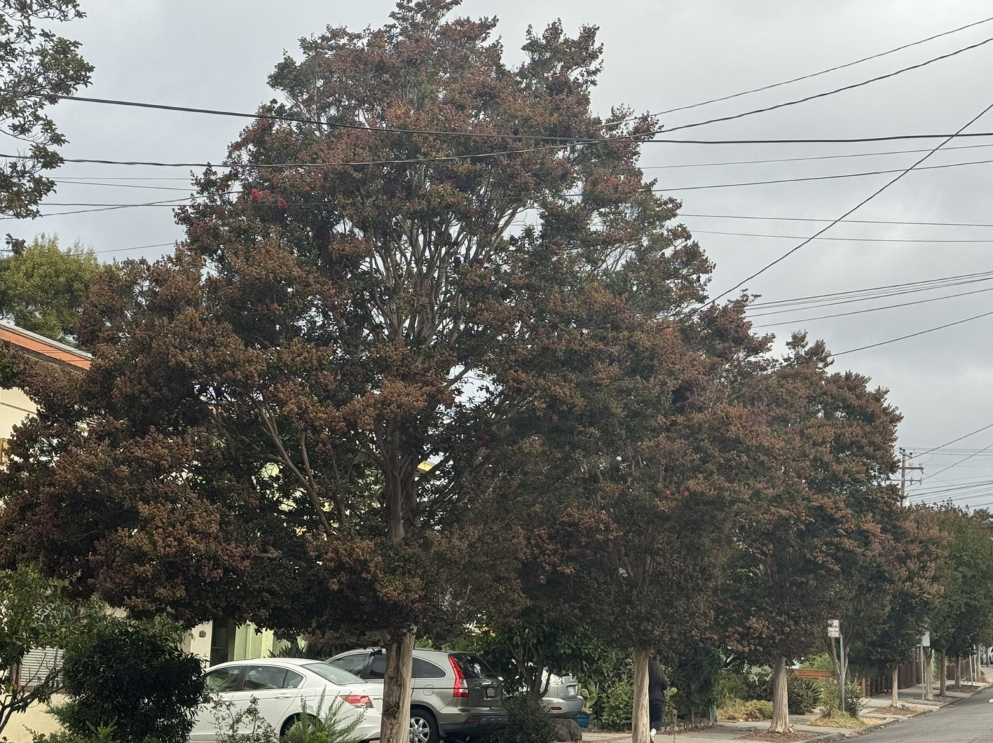 Terrell Lawson: Arborist / Gardener